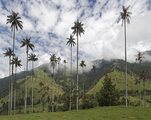A serene view of palm trees in Valle del Cocora covered in soft morning mist
